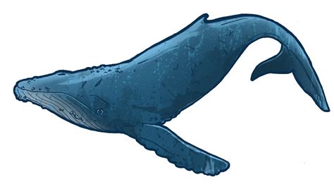 cartoon whale clipart|realistic cartoon whale.